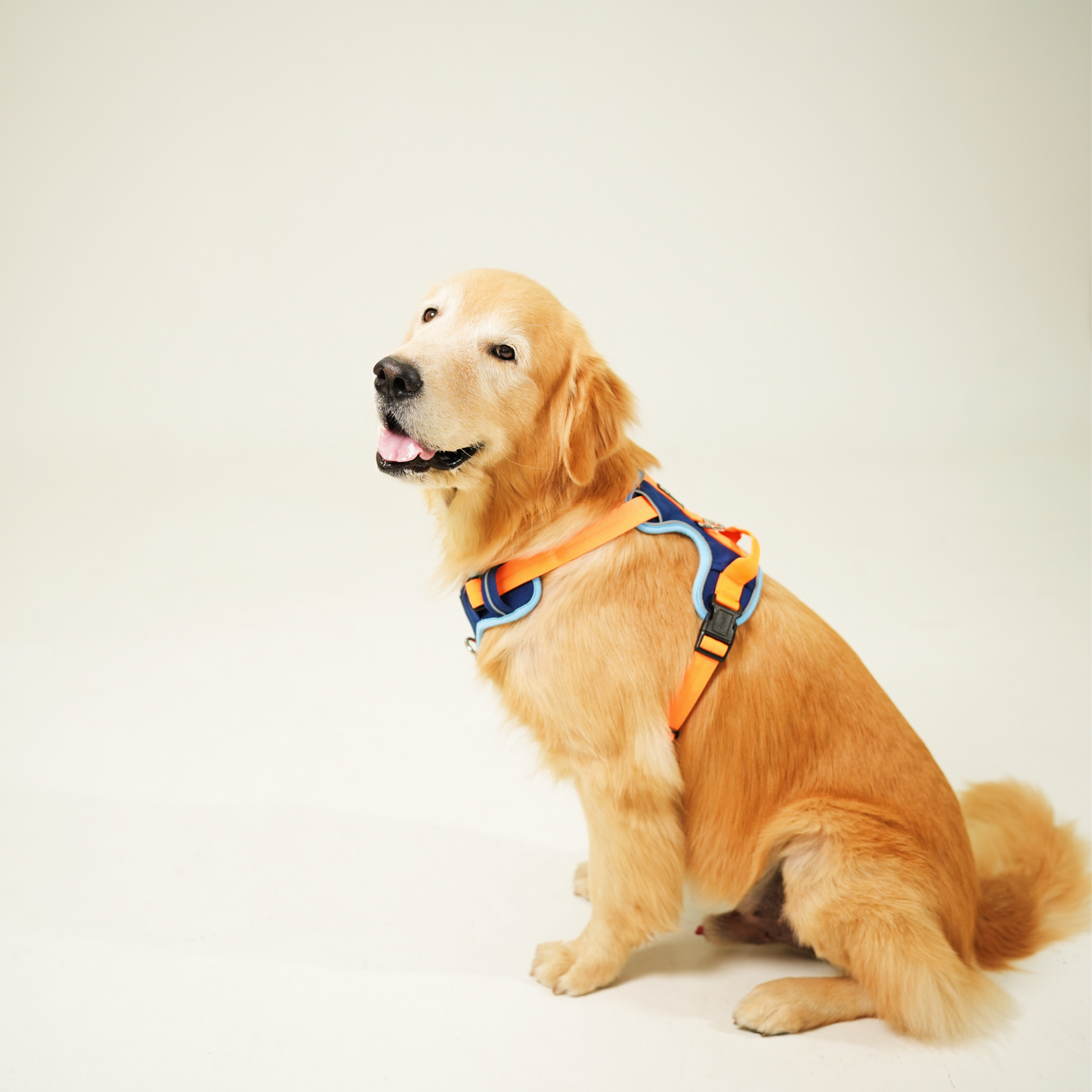 Big Wags Harness in Blue Side