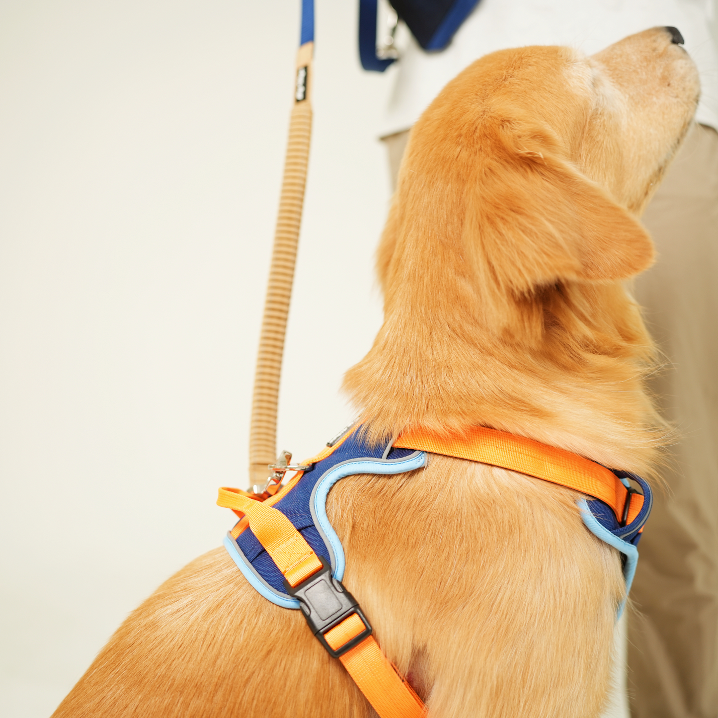 [PRE-ORDER] Everyday Buddy Hands-free Leash in Pawcific Blue