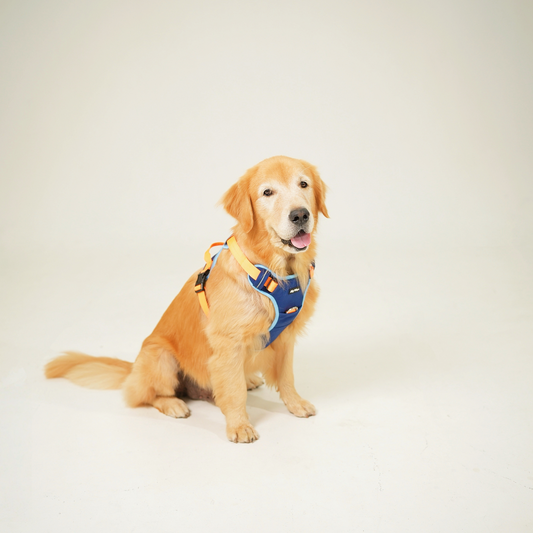 Big Wags Dog Harness in Blue Front