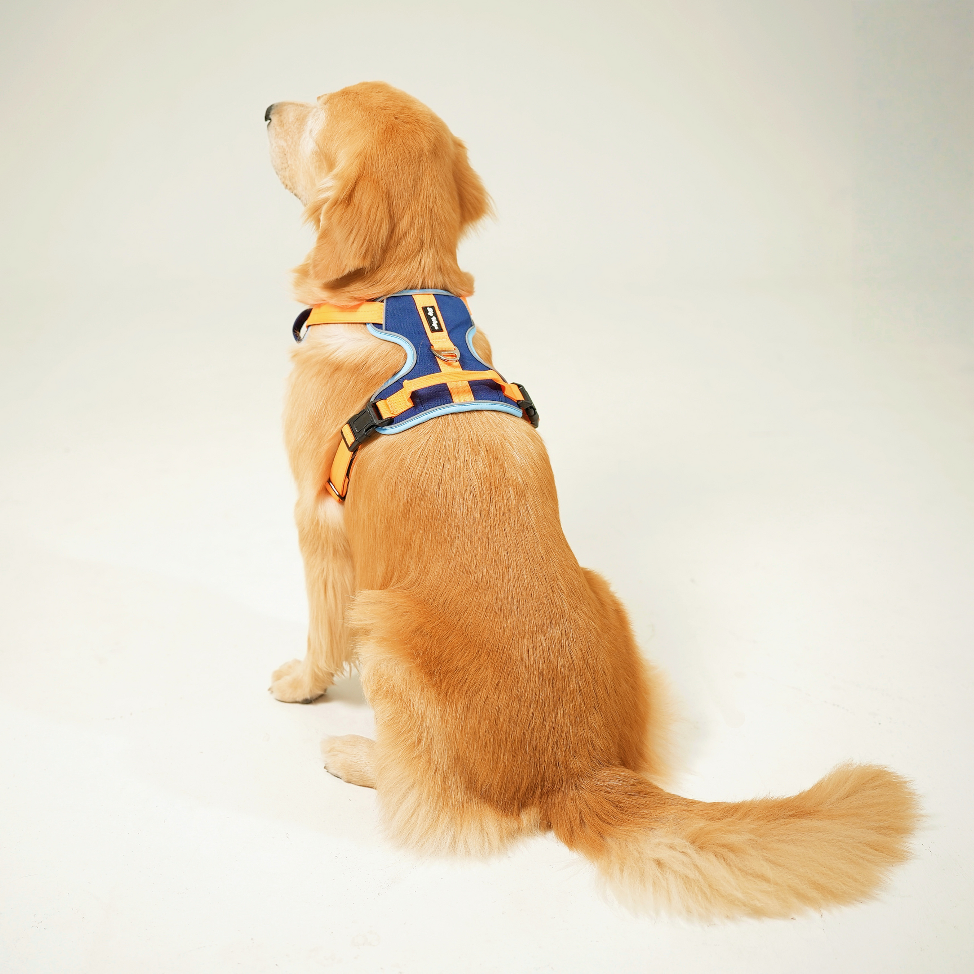 Dog Harness in Blue Back